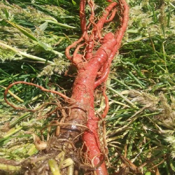 Danshen Salvia Root