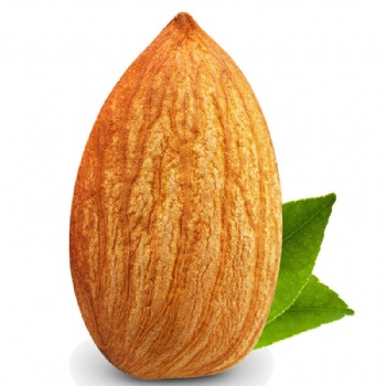 Tao Ren Peach Seed
