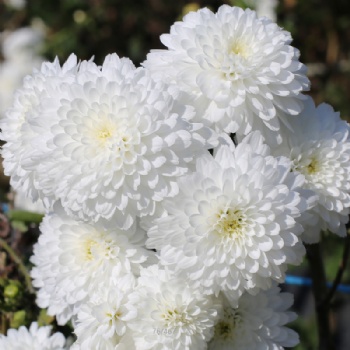 Huang Shan Gong Jv Dried Huang Shan Tribute Chrysanthemum