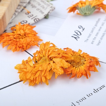 Jin Zhan Jv Marigold