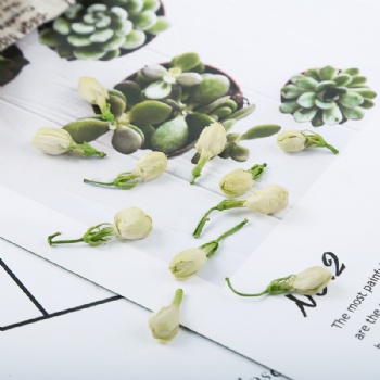 Mo Li Hua Jasmine