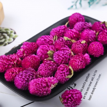 Qian Ri Hong Globe Amaranth