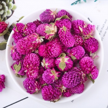 Qian Ri Hong Globe Amaranth