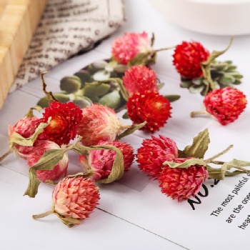 Hong Qiao Mei Red Plum