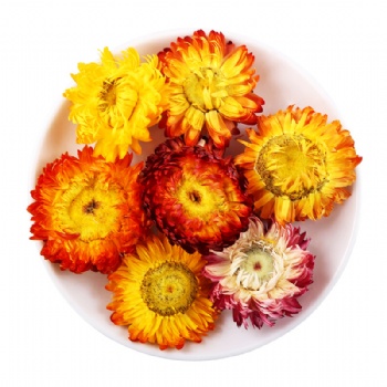Seven-colored Chrysanthemum