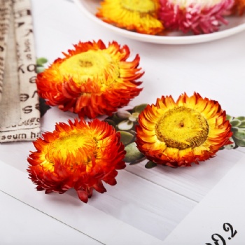 Seven-colored Chrysanthemum