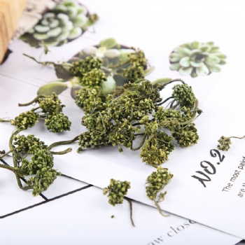 Ren Shen Hua Ginseng Flower