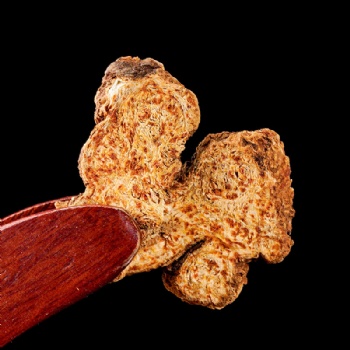 Cang Zhu Rhizoma Atractylodis