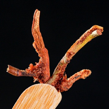 Gu Sui Bu Rhizoma Drynariae