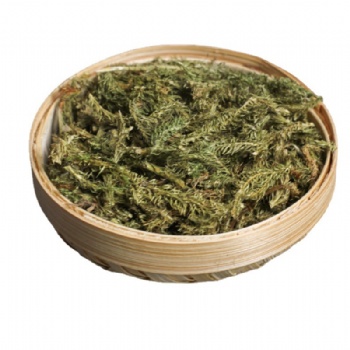 Shen Jing Cao Lycopodium Japonicum Thunb
