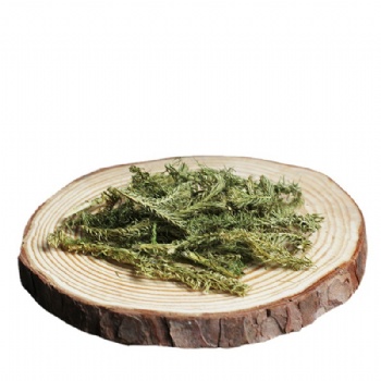 Shen Jing Cao Lycopodium Japonicum Thunb