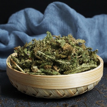 Shen Jing Cao Lycopodium Japonicum Thunb