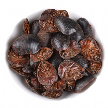 Tu Bie Chong Ground Beeltle