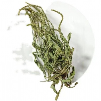 Che Qian Cao Plantain Herb