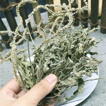Che Qian Cao Plantain Herb