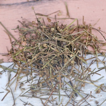 Bai Hua She Cao White Flower Snake Grass