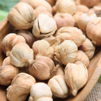 Bai Dou Kou white cardamom Wurfbainia vera