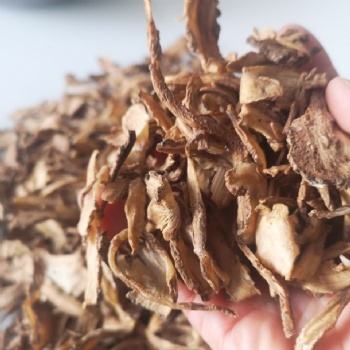 Chao Dang Gui Chinese Angelicae Sinensis Radix