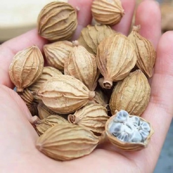 Sha Ren villous amomum fruit Amomi Fructus