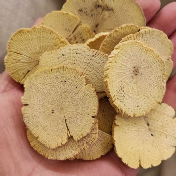 Mu Tong akebiaquinata Akebia Stem