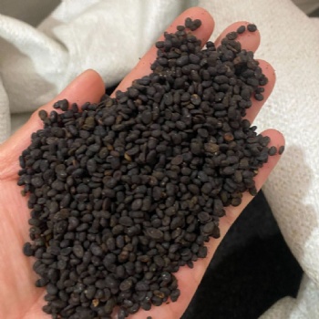 Bu Gu Zhi Malaytea Scurfpea Fruit Psoraleae Fructus