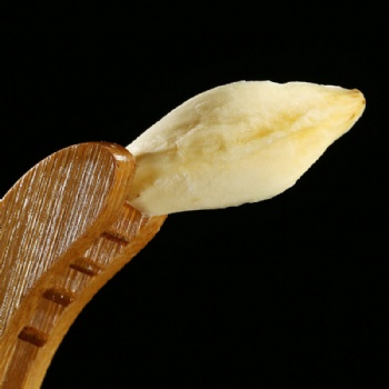 Bai He lilium davidii var