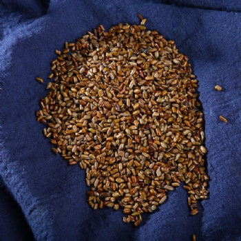 Jue Ming Zi Sickle Senna Seed semen cassiae