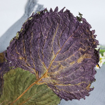 Zi Su Ye Cultibated Purple Perilla Leaf