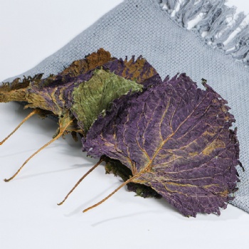 Zi Su Ye Cultibated Purple Perilla Leaf
