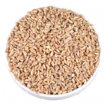 Fu Xiao Mai light wheat Fructus Tritici Levis