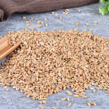 Fu Xiao Mai light wheat Fructus Tritici Levis