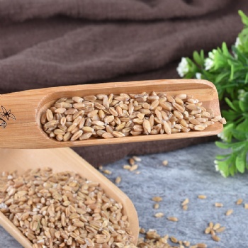 Fu Xiao Mai light wheat Fructus Tritici Levis