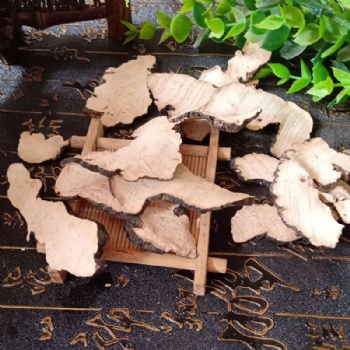 Zhu Ling Polyporus umbellatus Agaric