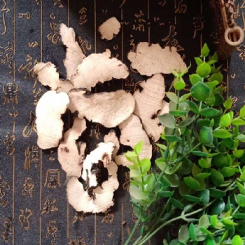 Zhu Ling Polyporus umbellatus Agaric