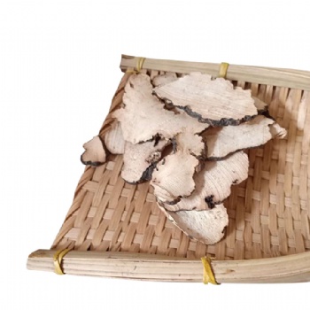 Zhu Ling Polyporus umbellatus Agaric