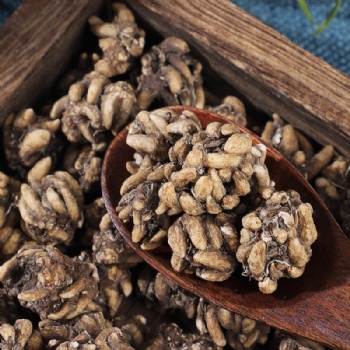 Mao Zhua Cao Ranunculi Ternati Radix ternate buttercup root