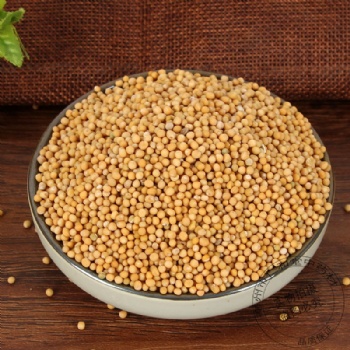 Bai Jie Zi White Mustard Seed semen brassicae