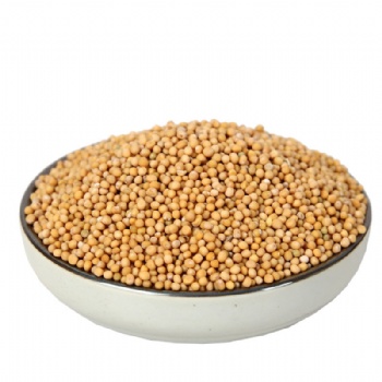 Bai Jie Zi White Mustard Seed semen brassicae