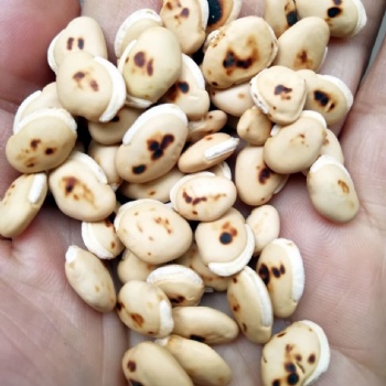 Chao Bai Bian Dou Stir-fried white beans hyacinth