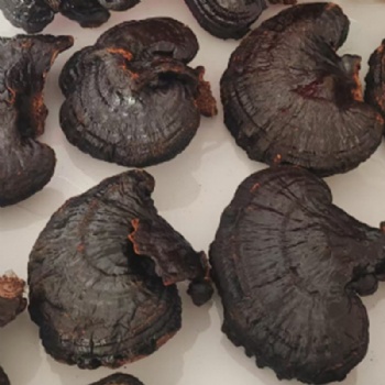 Ling Zhi Ganoderma lucidum