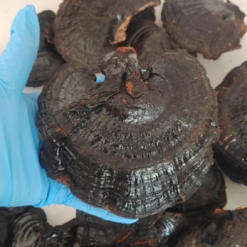 Ling Zhi Ganoderma lucidum