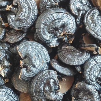 Ling Zhi Ganoderma lucidum