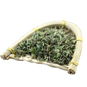 Tou Gu Cao phryma leptostachya garden balsam stem