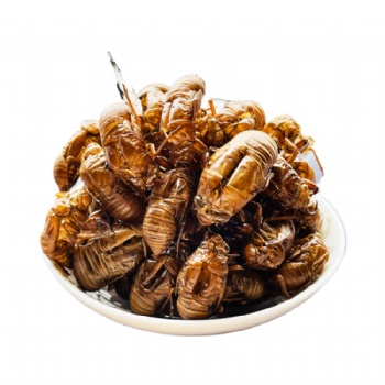 Chan Tui Cicada Slough