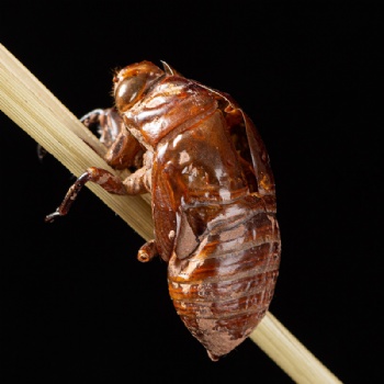 Chan Tui Cicada Slough