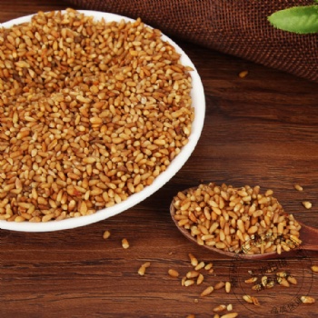 Bai Zi Ren Platycladi Semen biota seed