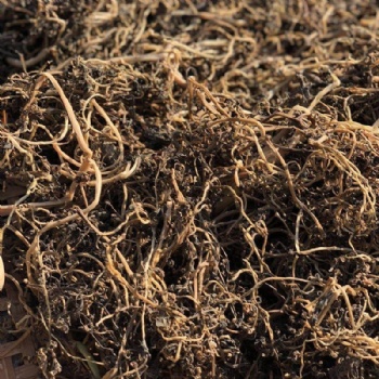 Ma Chi Xian Purslane Portulaca oleracea