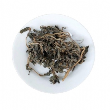 Ma Chi Xian Purslane Portulaca oleracea