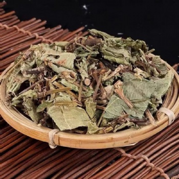 Huo Tan Mu Polygonum sinense L