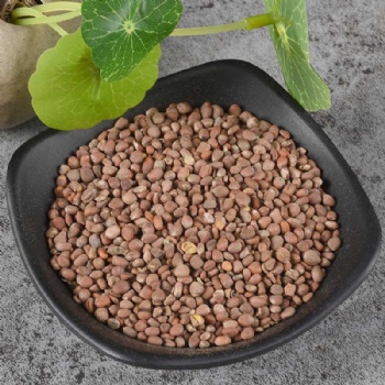 Lai Fu Zi radish seed